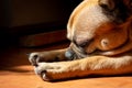 Sad Fawn French Bulldog lying in the sun on a lazy Sunday Royalty Free Stock Photo