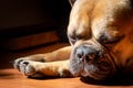 Sad Fawn French Bulldog lying in the sun on a lazy Sunday Royalty Free Stock Photo