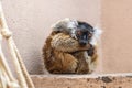 Sad female black lemur curled up in zoo aviary Royalty Free Stock Photo