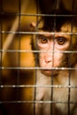 Sad fluffy monkey in a cage sits Royalty Free Stock Photo