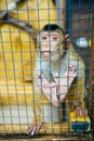 Sad fluffy monkey in a cage sits Royalty Free Stock Photo