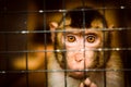 Sad fluffy monkey in a cage sits Royalty Free Stock Photo