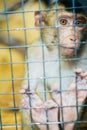 Sad fluffy monkey in a cage sits Royalty Free Stock Photo