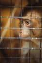 Sad fluffy monkey in a cage sits Royalty Free Stock Photo