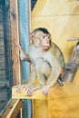 Sad fluffy monkey in a cage sits Royalty Free Stock Photo