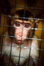 Sad fluffy monkey in a cage sits Royalty Free Stock Photo