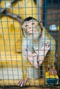 Sad fluffy monkey in a cage sits Royalty Free Stock Photo