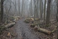 Sad foggy landscape with trees, depressed mood scenery in gray mist, Nemosicka stran during late autumn and winter season