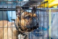 Sad french bulldog in cage. Cage gives your new dog sense of comfort and security. Safety of house and furniture when