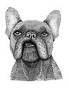 Bad french bulldog dog head hand drawn illustration. Ink black and white drawing, isolated Royalty Free Stock Photo