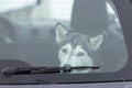 Sad and funny Siberian Husky dog in car, cute pet. Dog waiting for walking before sled dog training and race Royalty Free Stock Photo