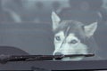 Sad and funny Siberian Husky dog in car, cute pet. Dog waiting for walking before sled dog training and race Royalty Free Stock Photo