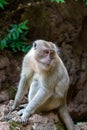 Sad furry Monkey asking for food, Thailand Royalty Free Stock Photo