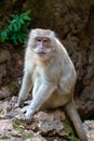 Sad furry Monkey asking for food, Thailand Royalty Free Stock Photo