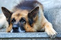 Sad german shepherd dog