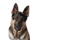Sad german shepherd dog Royalty Free Stock Photo