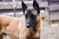 Sad German shepherd dog looking down Royalty Free Stock Photo