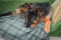 German shepherd dog lying on sofa on pillows Royalty Free Stock Photo