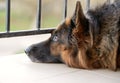 Sad german shepherd dog Royalty Free Stock Photo
