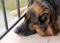 Sad german shepherd dog Royalty Free Stock Photo