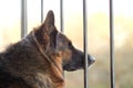 Sad german shepherd dog Royalty Free Stock Photo