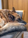 Sad German Shepherd lying on sofa Royalty Free Stock Photo