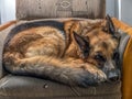 Sad German Shepherd lying on sofa Royalty Free Stock Photo