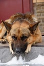 Sad German Shepherd waiting at home.