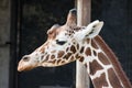 Sad giraffe in Saint-Petersburg zoo