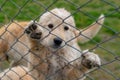 Sad golden puppy dog climbed on wire fence Royalty Free Stock Photo