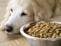 Sad golden retriever dog get bored of food Royalty Free Stock Photo