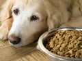 Sad golden retriever dog get bored of food Royalty Free Stock Photo