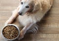 Sad golden retriever dog get bored of food Royalty Free Stock Photo