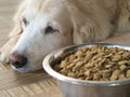 Sad golden retriever dog get bored of food Royalty Free Stock Photo