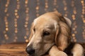 sad golden retriever dog holding head on paws Royalty Free Stock Photo