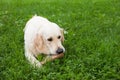 A sad golden retriever gnawing a stick Royalty Free Stock Photo