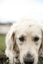 Sad golden retriever Royalty Free Stock Photo