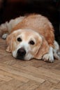 Sad golden retriever lying on the floor Royalty Free Stock Photo