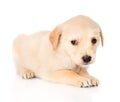 Sad golden retriever puppy dog. isolated on white background Royalty Free Stock Photo