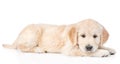 Sad golden retriever puppy. isolated on white background Royalty Free Stock Photo