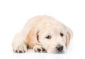 Sad Golden Retriever puppy lying in front view. isolated on white Royalty Free Stock Photo