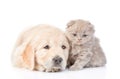 Sad golden retriever puppy and tiny kitten lying together. isolated on white background Royalty Free Stock Photo