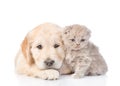 Sad golden retriever puppy and tiny kitten together. isolated on white background Royalty Free Stock Photo