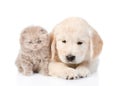 Sad golden retriever puppy and tiny kitten together. isolated on white background Royalty Free Stock Photo