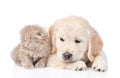 Sad golden retriever puppy and tiny kitten together. isolated on white background Royalty Free Stock Photo