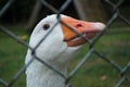 Sad goose in farm shut in Behind a fence Royalty Free Stock Photo