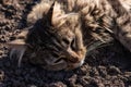 Sad gray cat lies on a ground. Depressed illness and suppressed by the disease animal. Feline health background