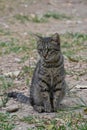 A sad gray cat sitting on the ground. Royalty Free Stock Photo