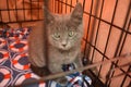 Sad Grey Rescue Kitten in Kennel Royalty Free Stock Photo