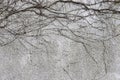 Sad grey stone wall with dry branches of wild common ivy backdrop having grungy style natural decoration outdoor close-up.